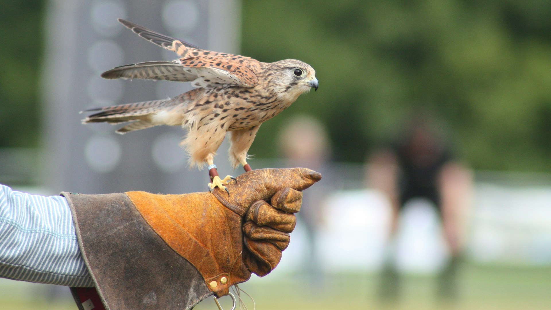 Kestrel