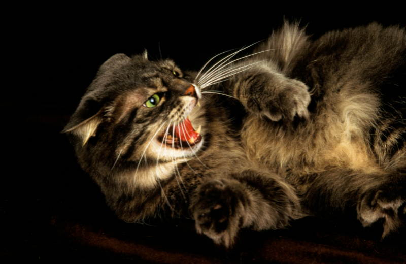 Why Is My Cat Suddenly Aggressive