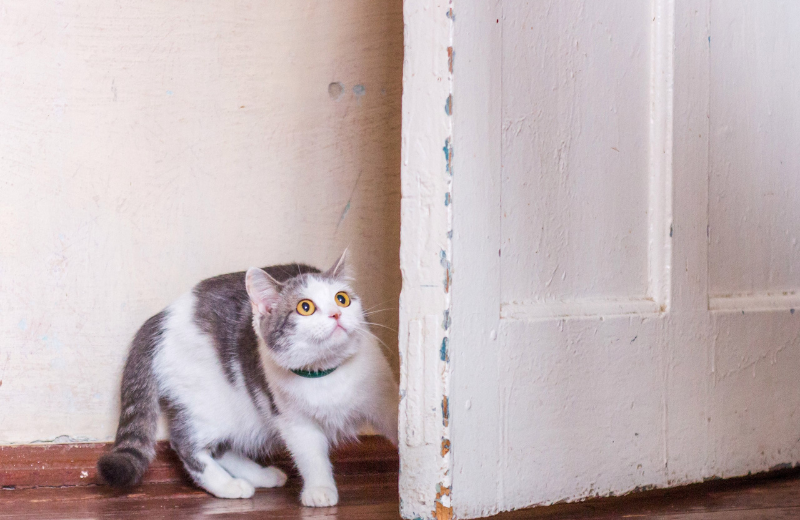 What Does It Mean When a Cat Stares at a Wall or Empty Space