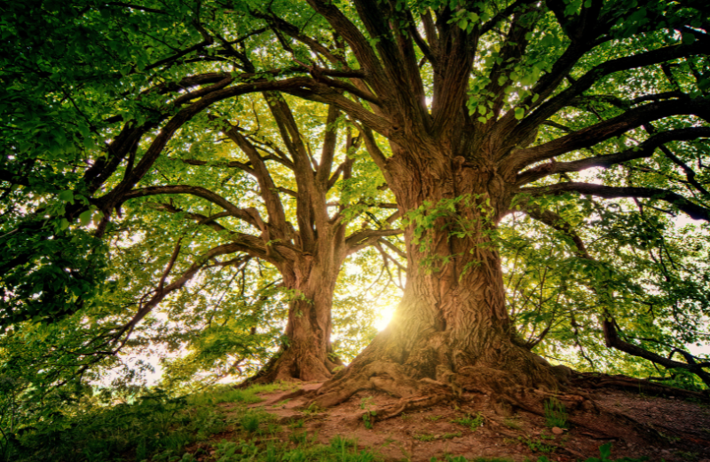 two trees in a sunlit forest