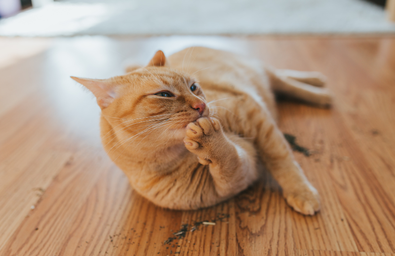 What’s in Catnip That Affects Cats