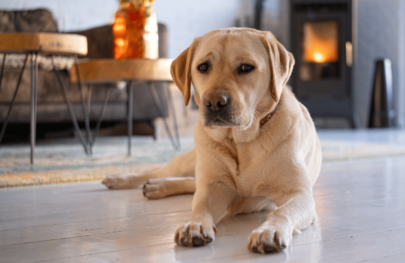 white labrador in home