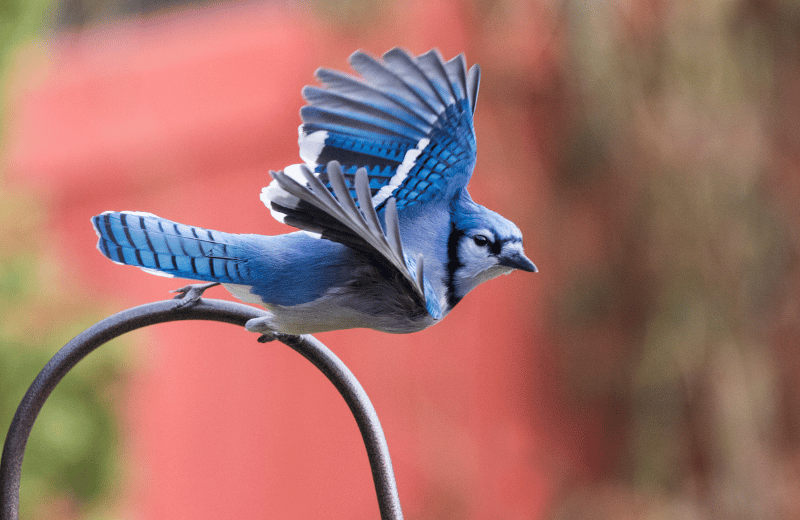 blue jay taking off