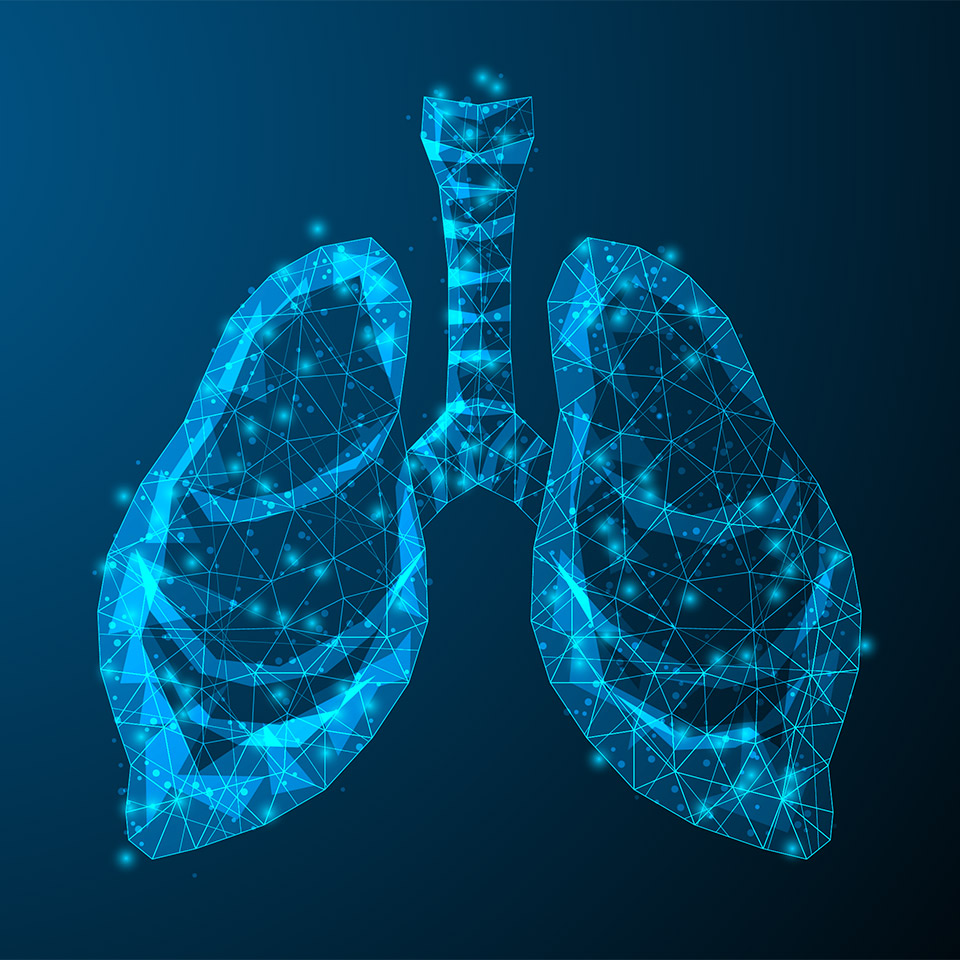 Anatomical illustration of human lungs and trachea
