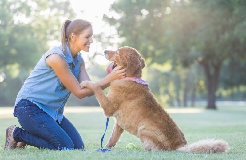 5 Positive Reward Training Methods