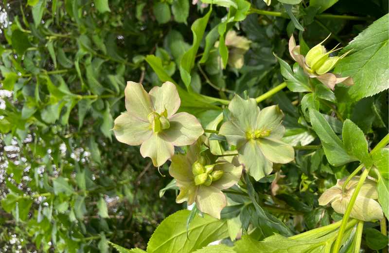 Green Hellebore