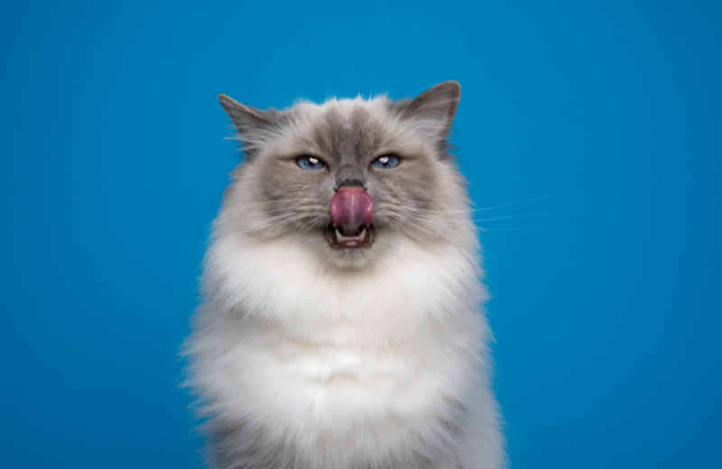 the mind of a cat
