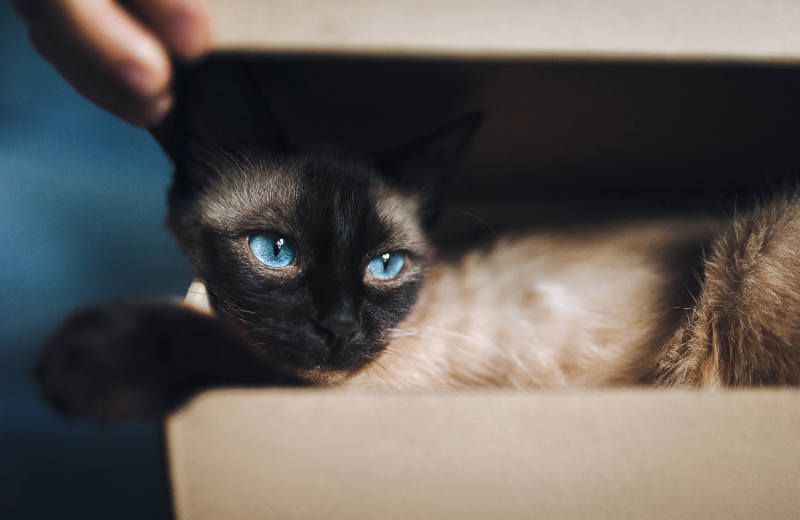 siamese cat in cardboard box