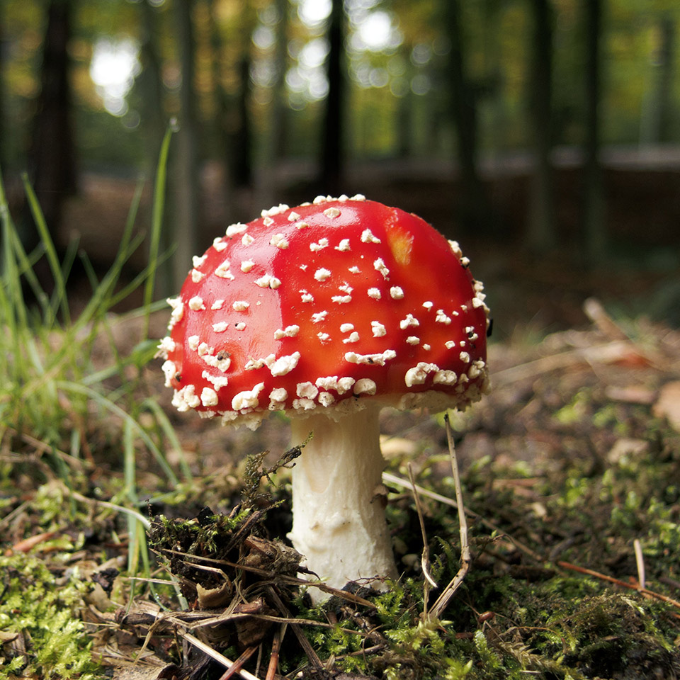 Closeup of an Amanita Muscaria (Fly Agaric Mushroom)