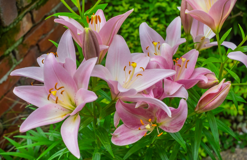 pink lilies