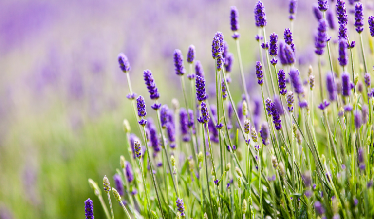 lavender flowers in field