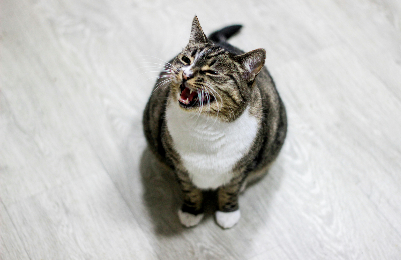 brown and white cat meowing
