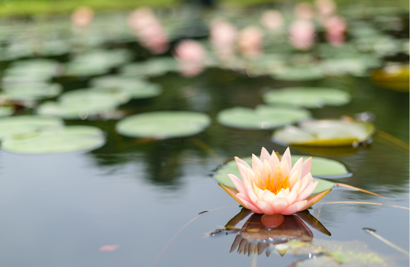 pink lotus flower in pond