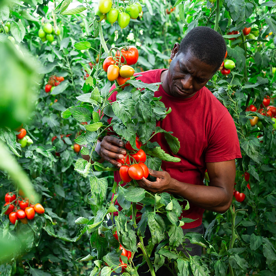 Horticulturist harvesting fresh red tomatoes in an industrial greenhouse