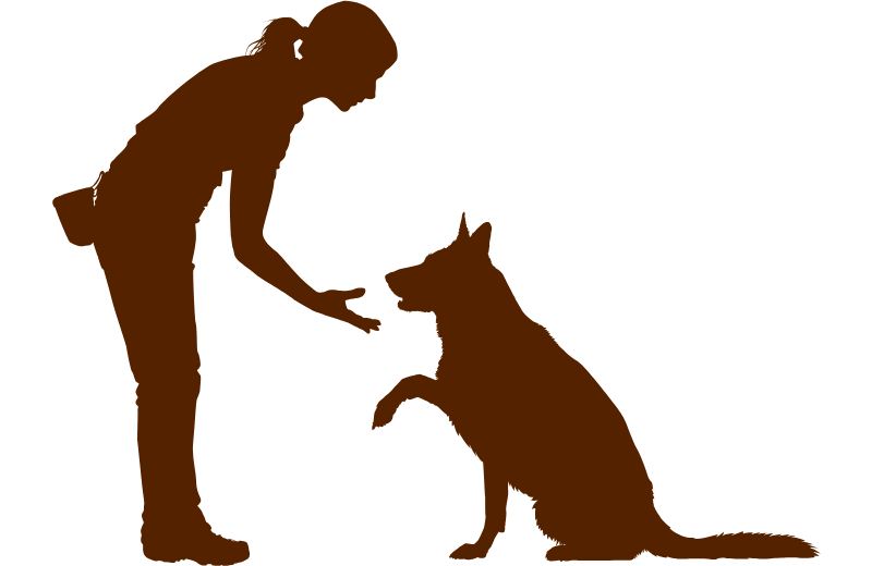 Training for Deaf Dogs: 4 Key Principles