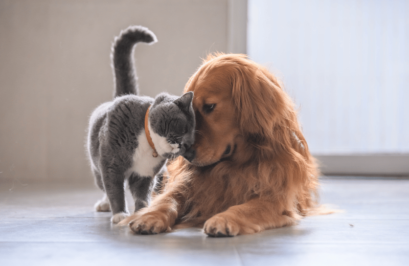Golden Retriever and cat