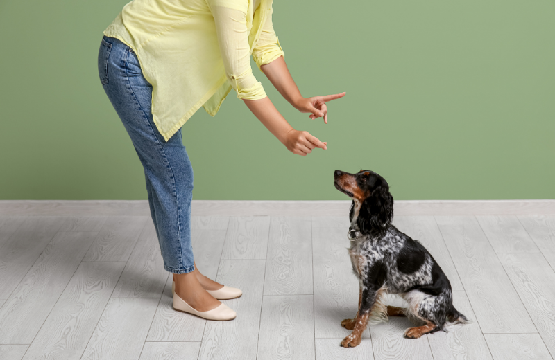 How to Train a Dog to Play Dead: Easy Steps for Instant Tricks