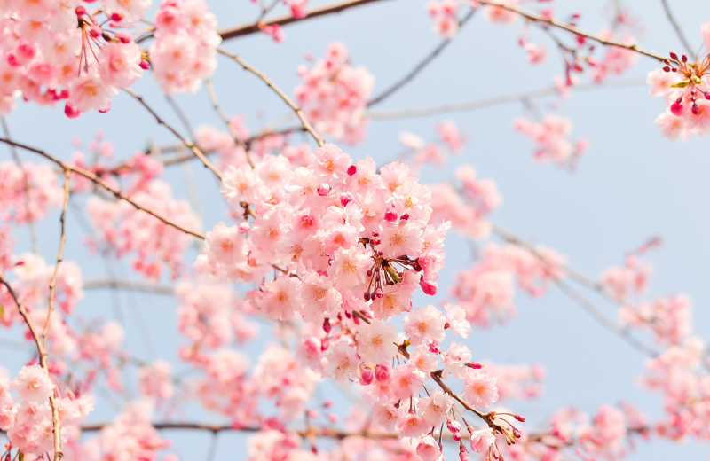 pink cherry blossoms blue sky