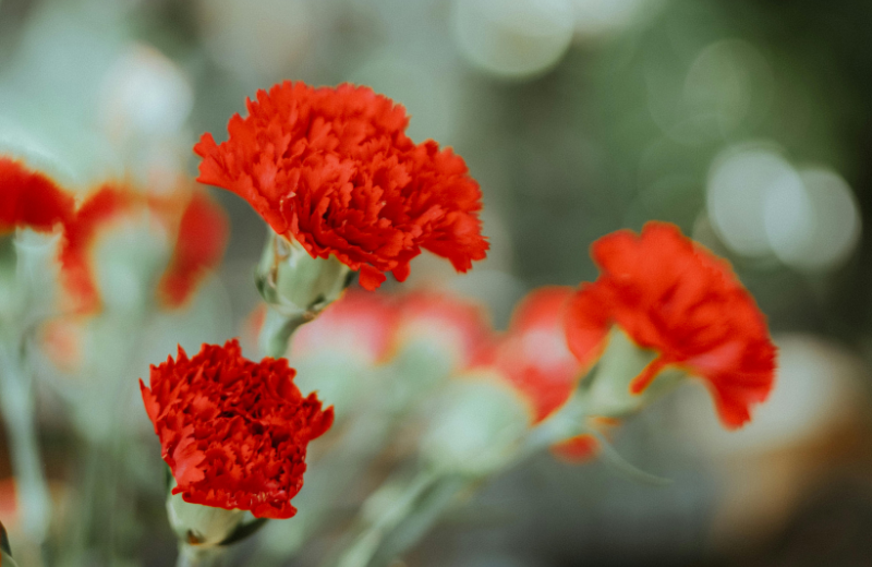 red Carnations 