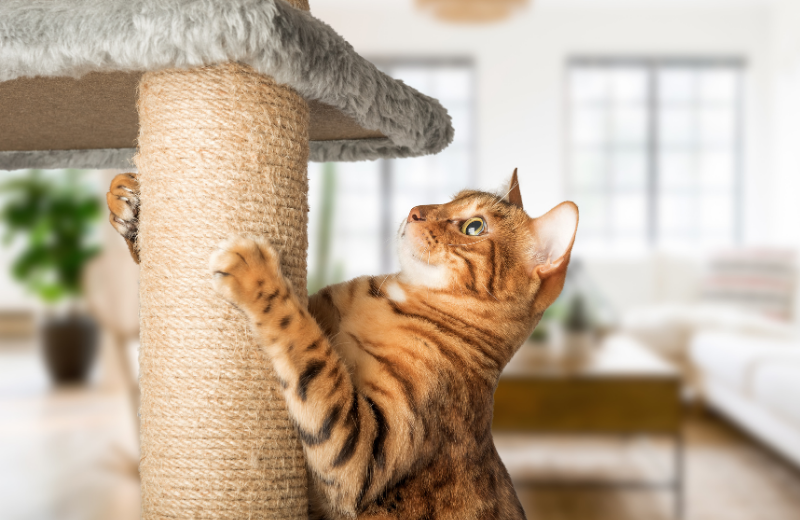 cat using scratching post