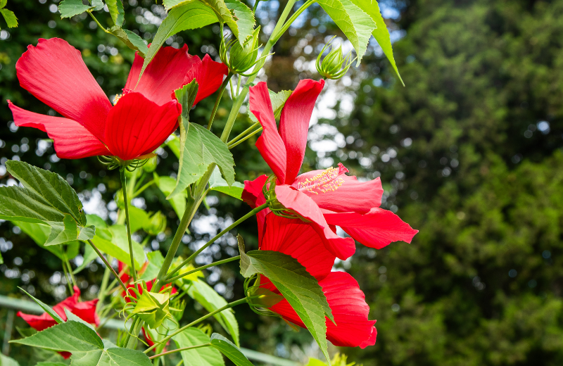 red hibiscus