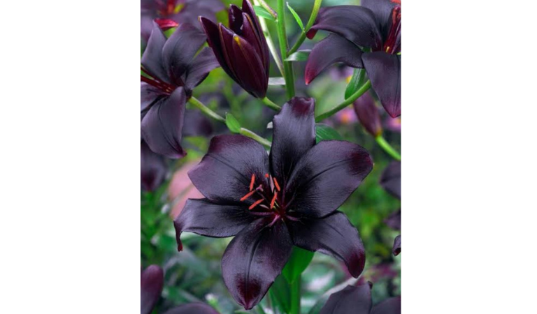 Black Lily