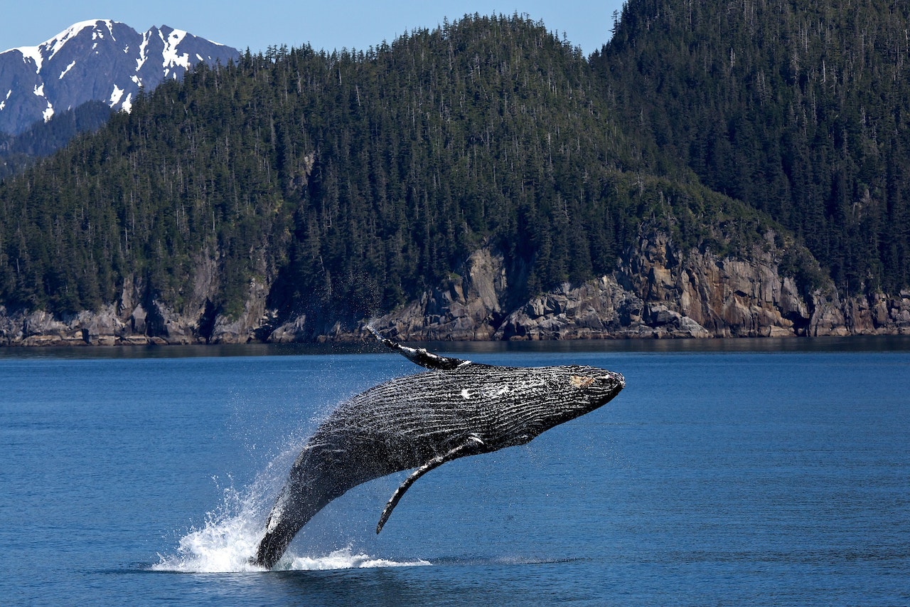Jumping whale