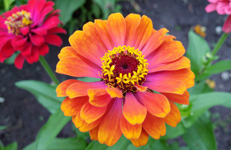 orange zinnia flowers