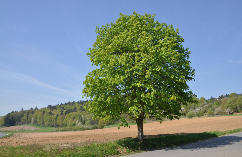 The Benefits of Horse Chestnut Tree Extract