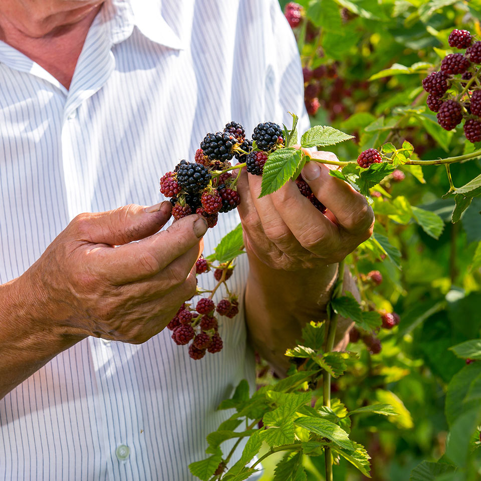 A man foraging berries.