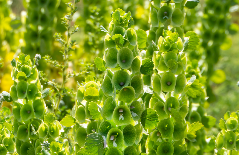 green Bells of Ireland