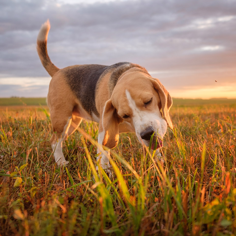 Beagle dog eating grass while walking in a meadow on a summer evening at sunset