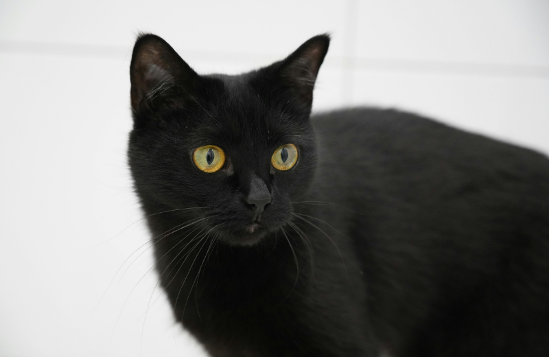 Do Black Cats Live Longer