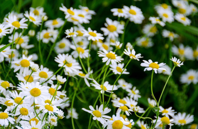 white daisies 