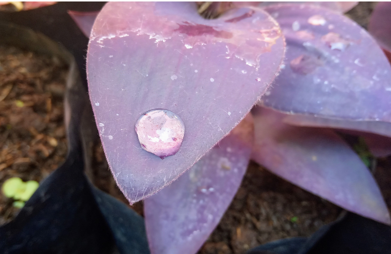 Purple Heart Plant