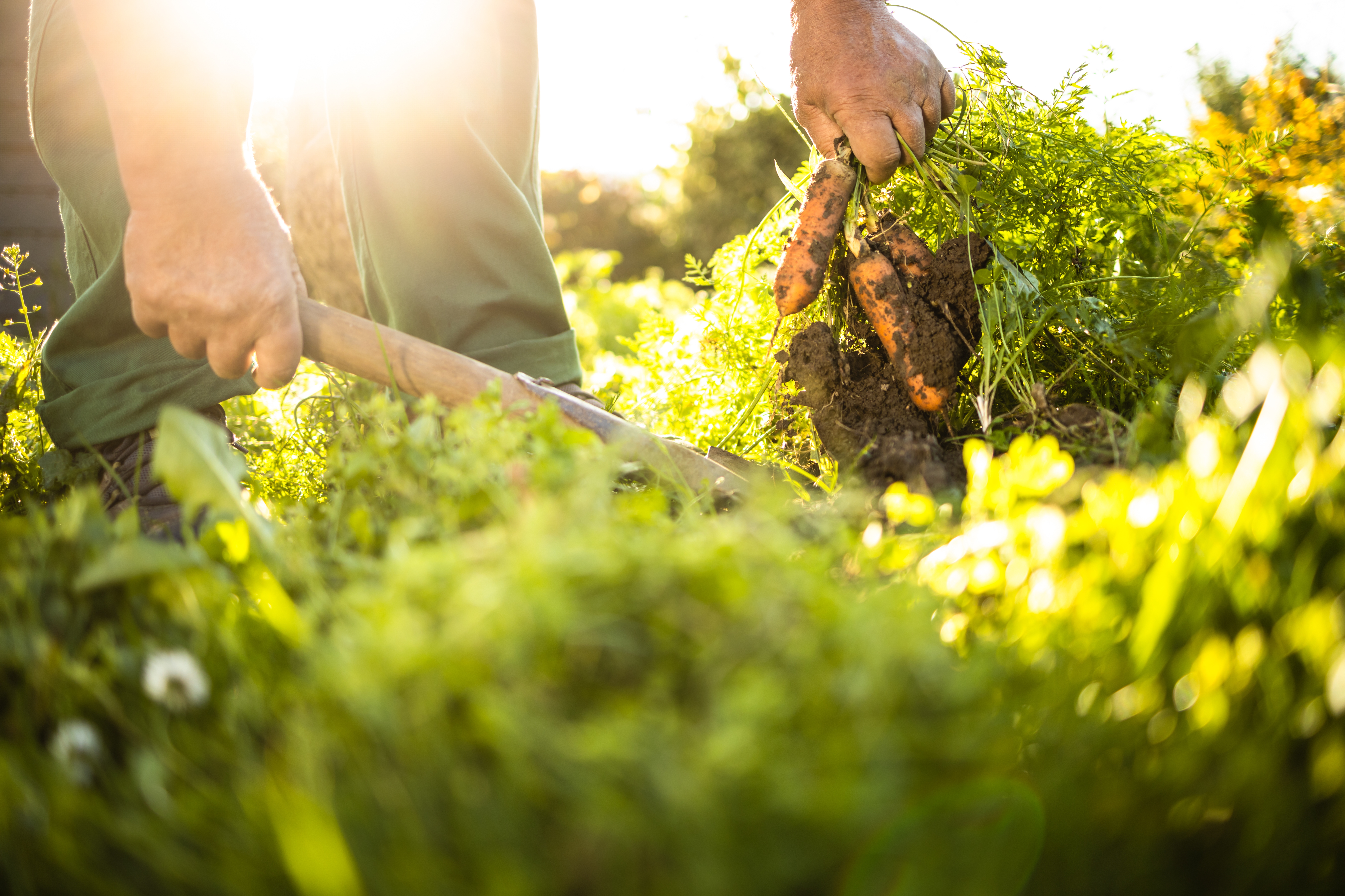 Image of someone gardening in a permaculture garden