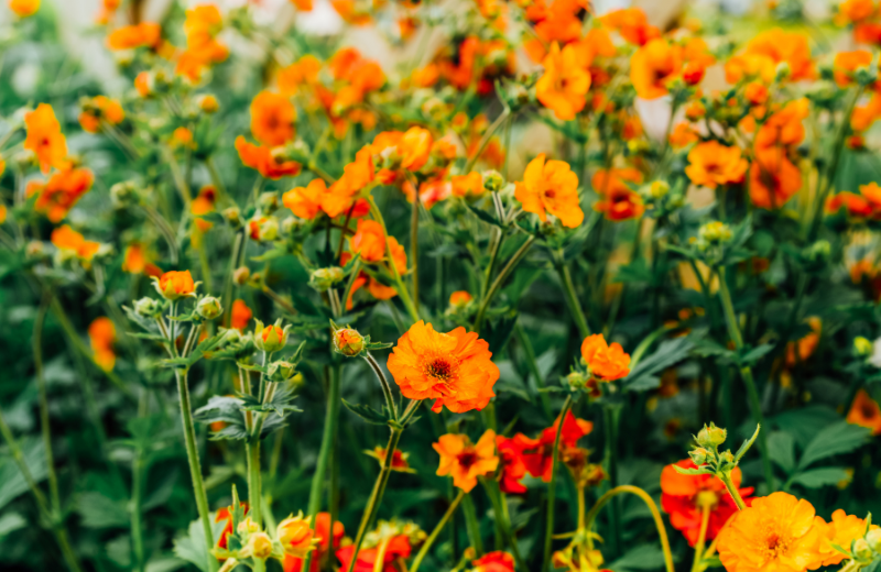 orange Geum flowers