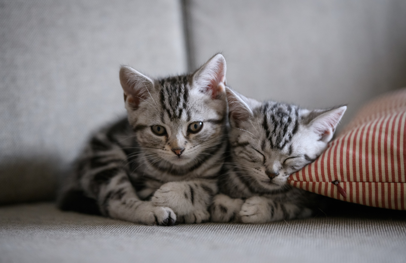 Two cats sleeping