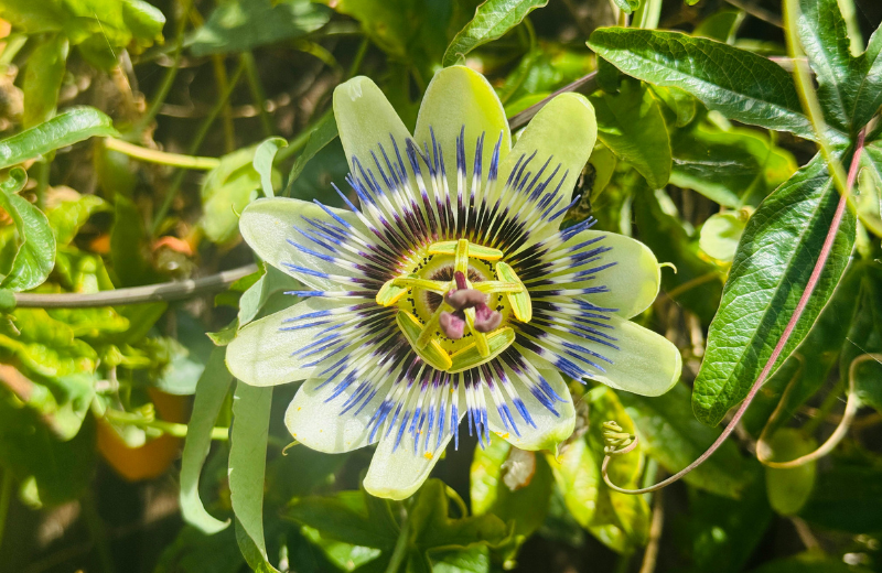 passionflower for emotional healing