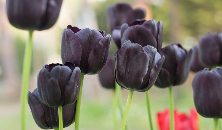 black tulips