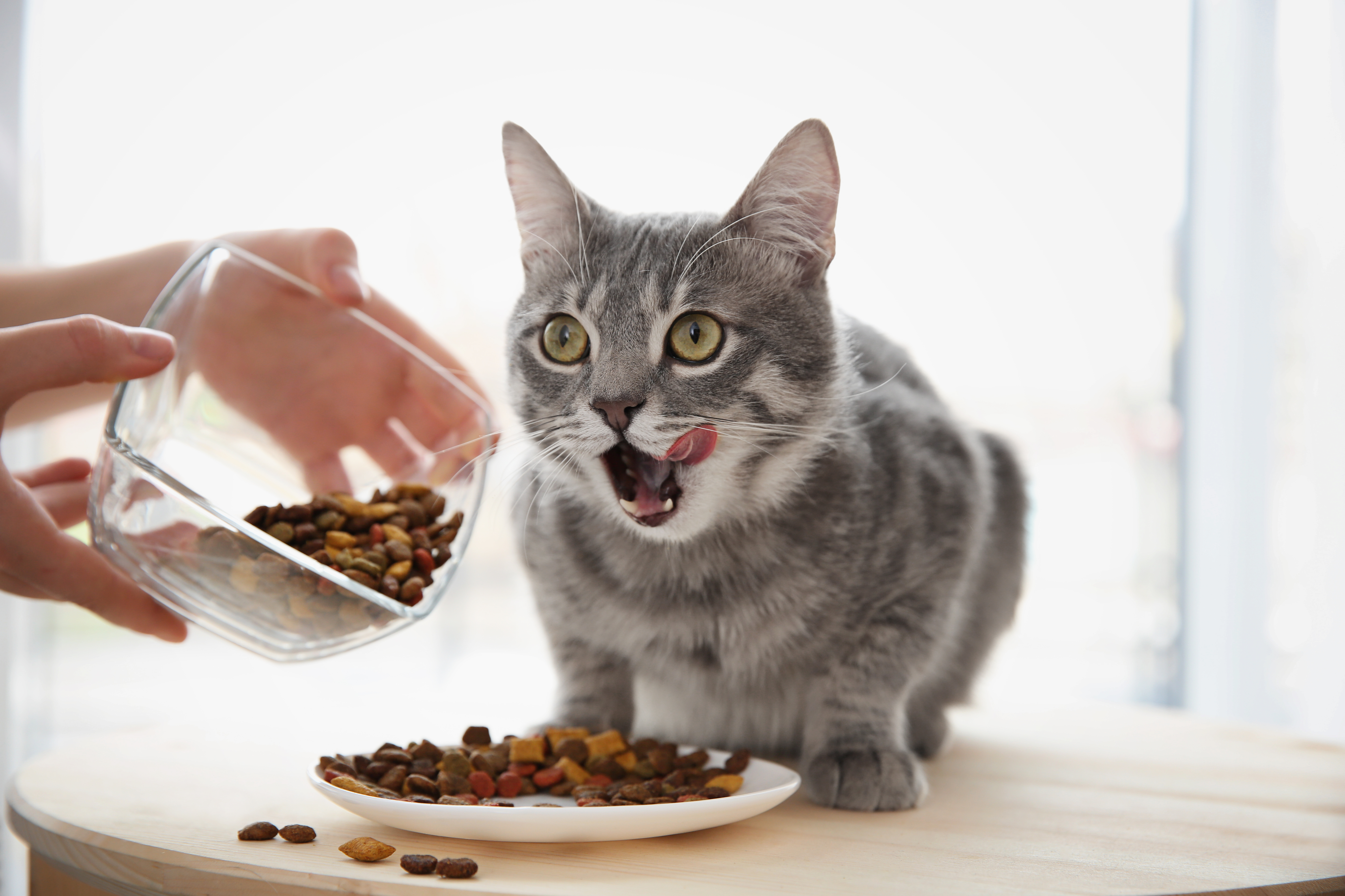 Person feeding grey cat dry kibble