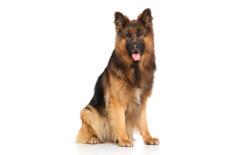 Teach Alternative Behaviours to your dog
