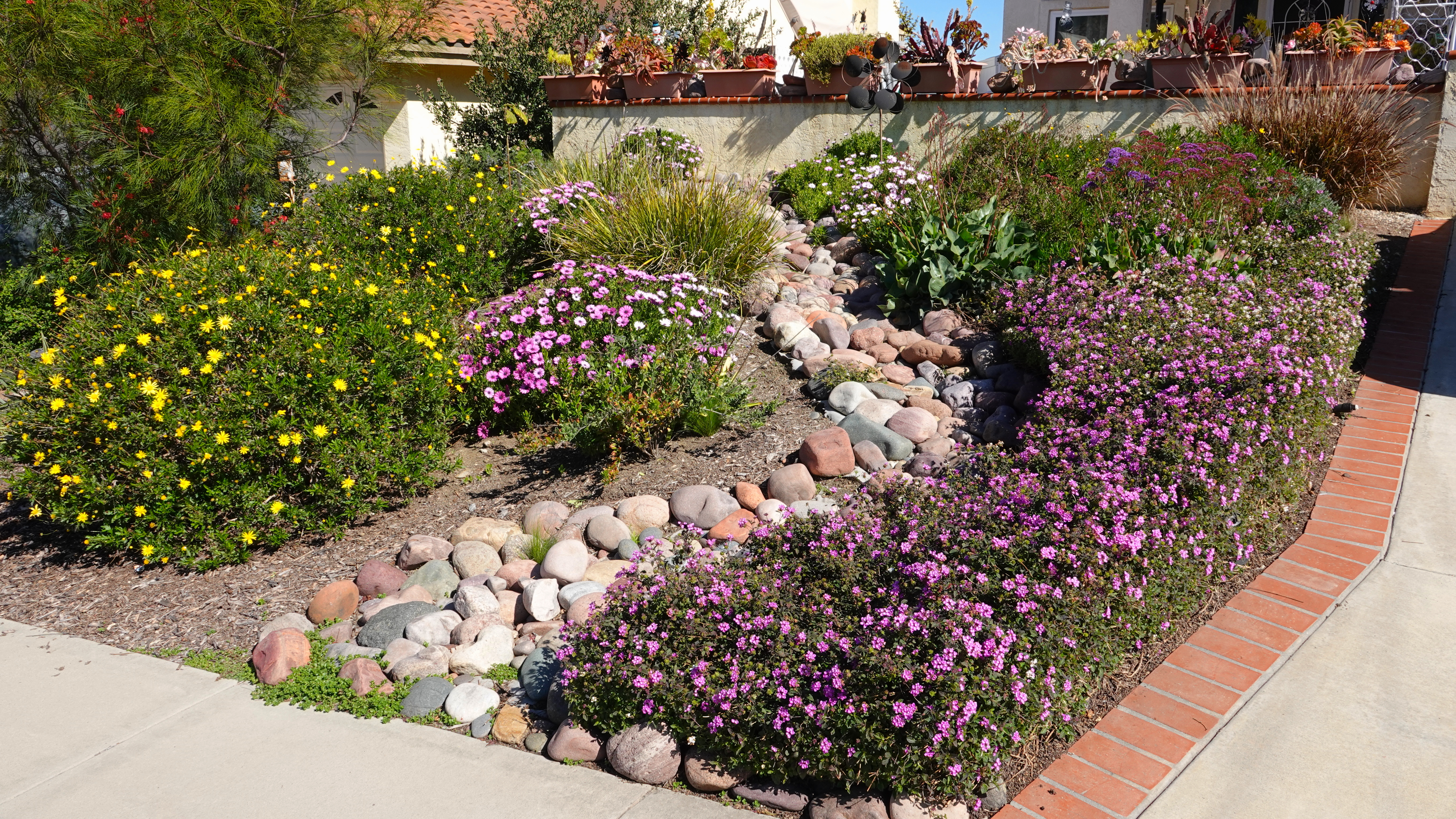 Image of a drought-tolerant garden