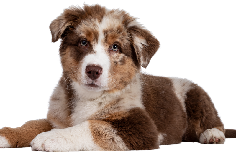 What Age Is a Dog an Adult?