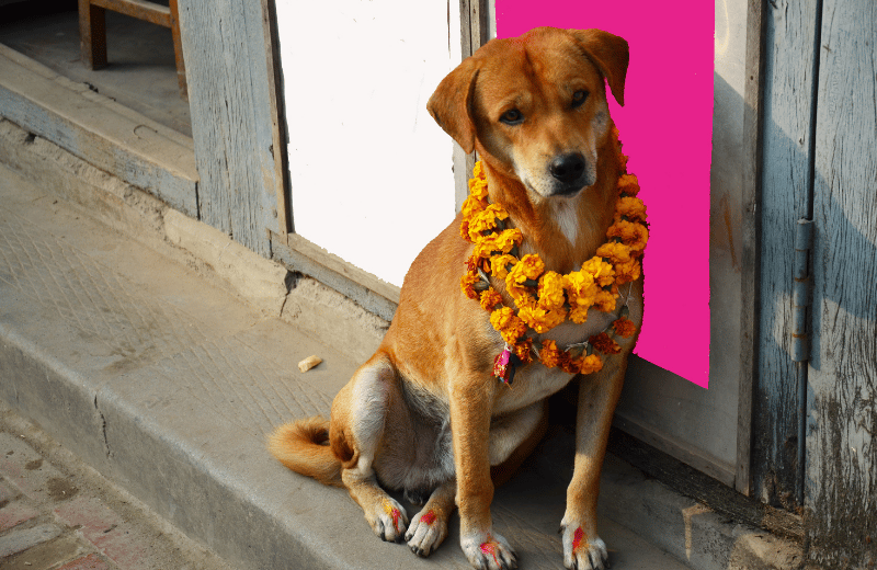 Dogs in Different Cultures
