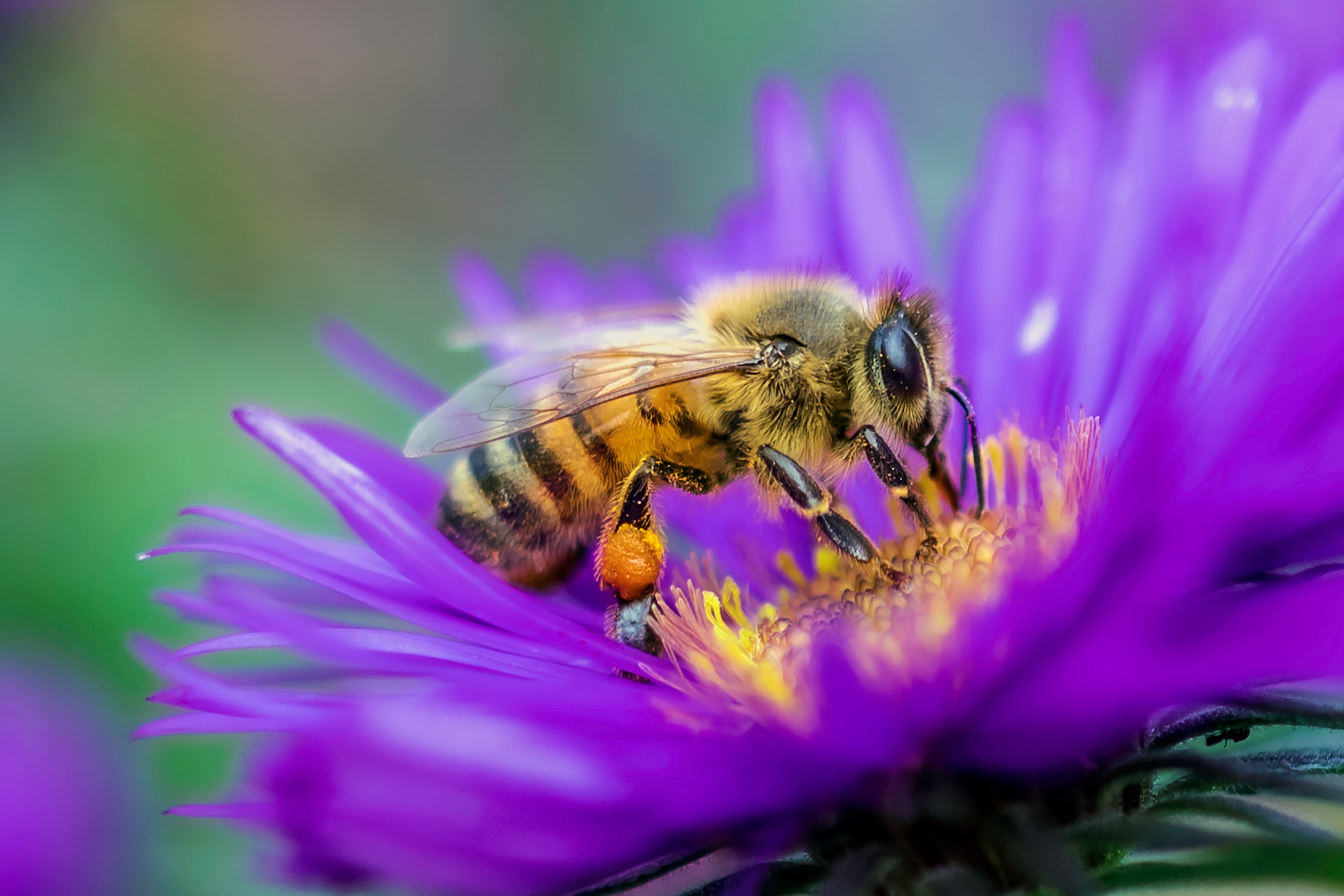 A Honey Bee on a purple flower.