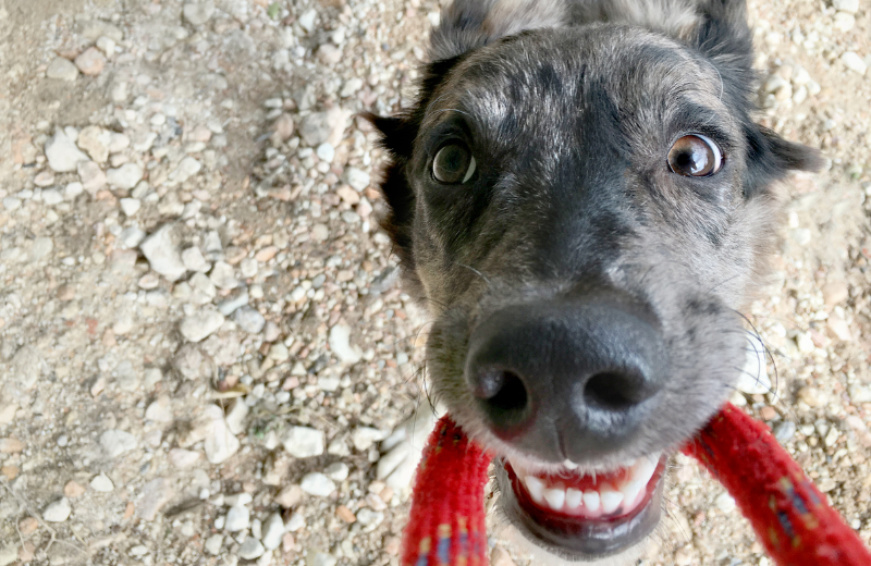 cute dog biting lead