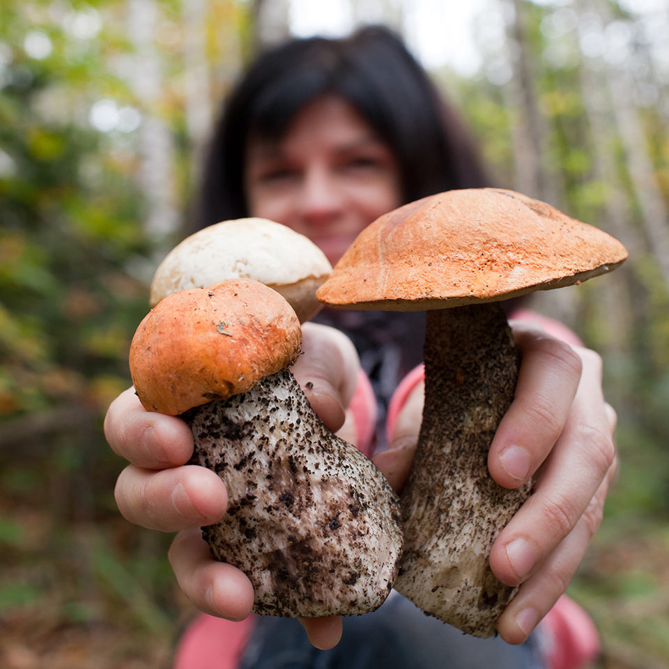 A woman foraging mushrooms.