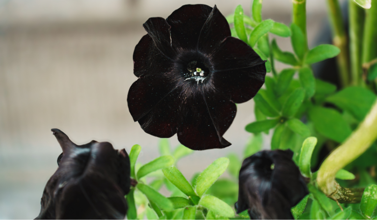Black Petunias