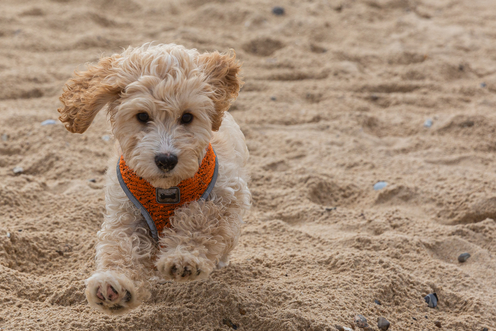 A running cockapoo puppy.